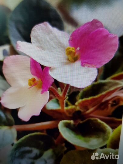 Дримиопсис,толстянка(денеж) выскочка, кактус,алоэ