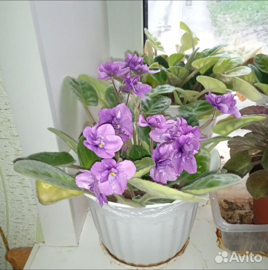 Фиалки в горшке