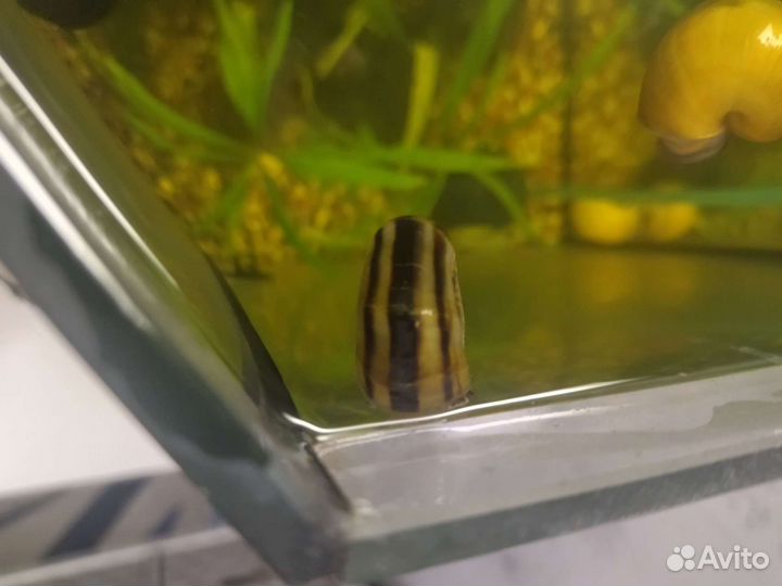 Улитки маризы