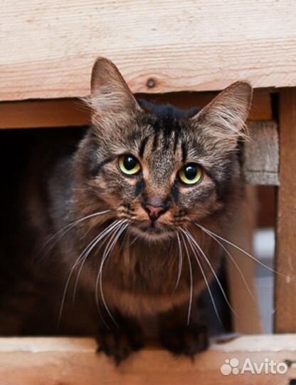 Асенька очень хочет стать любимой и домашней