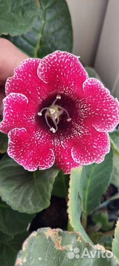 Глоксинии сортовые