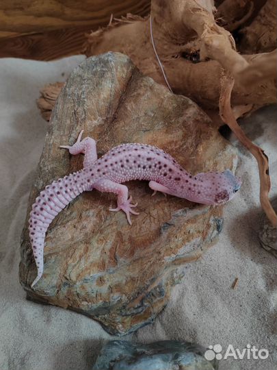 Эублефар, бородатая агама