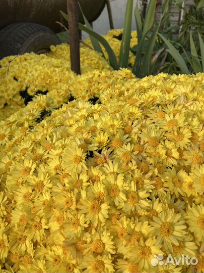 Хризантема шаровидная саженцы