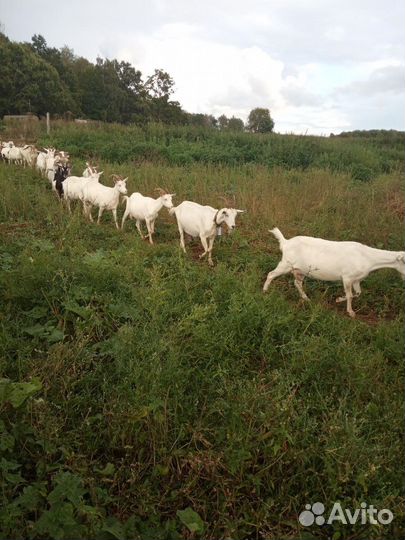 Продам дойных коз