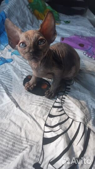 Канадский сфинкс котенок