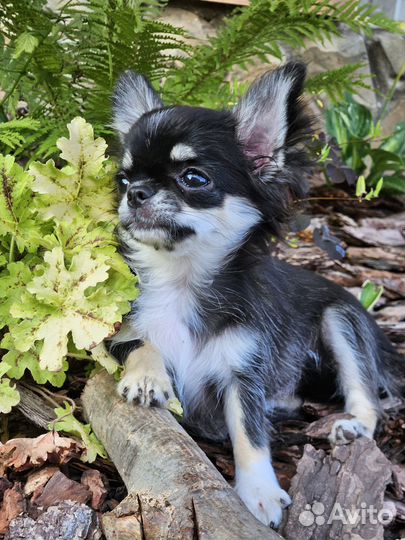 Чихуашечка