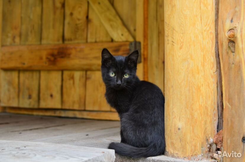 Котята курильский Бобтейл, с озера Данилово