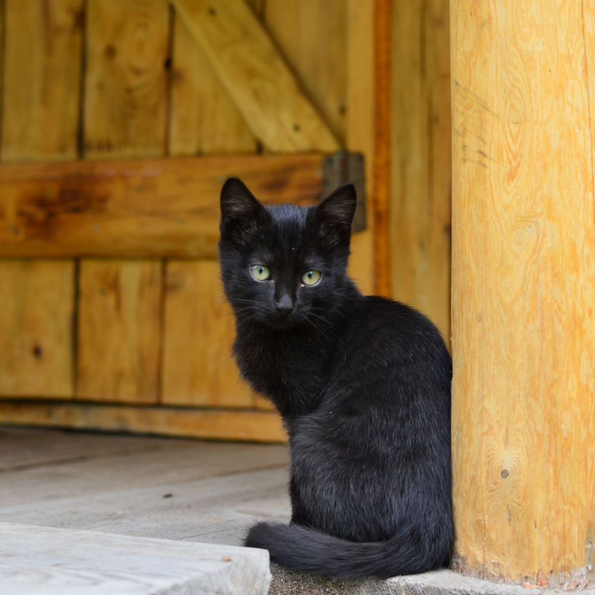 Котята курильский Бобтейл, с озера Данилово