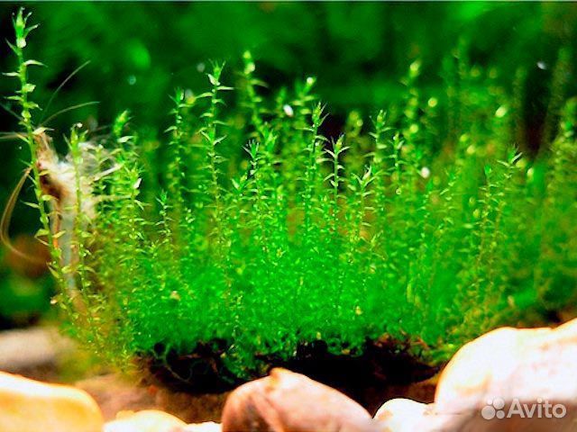 Мох стринг и печеночный
