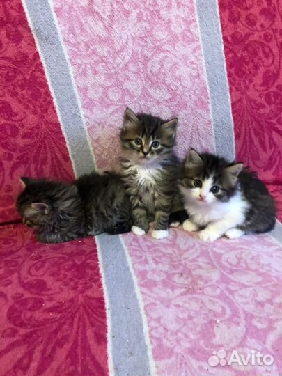 Котята в добрые руки бесплатно