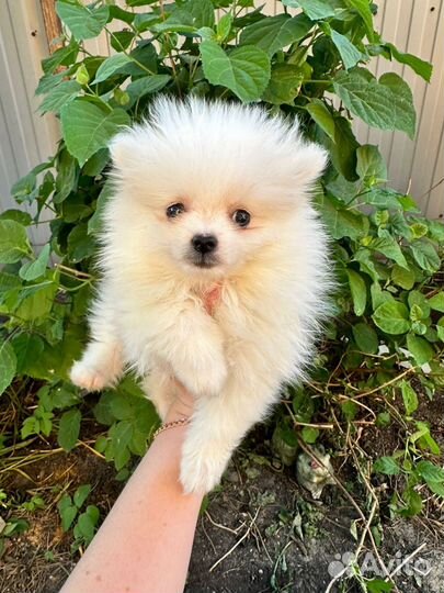 Померанский шпиц мини девочка