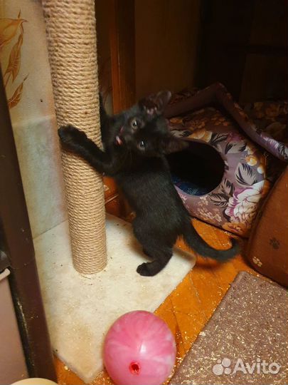 Спасенные котята ищут дом