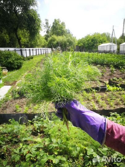 Свежая зелень