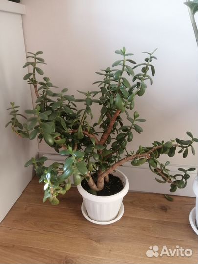 Замиокулькас