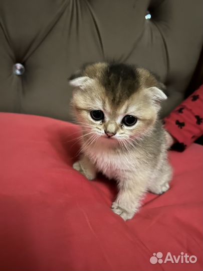 Продаются шотландские вислоухие котята