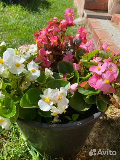 Бегония вечноцветущая