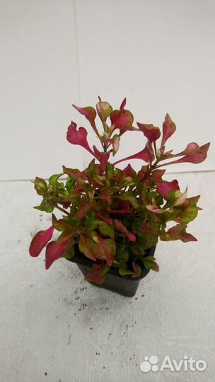 Декоративно лиственные домашние растения