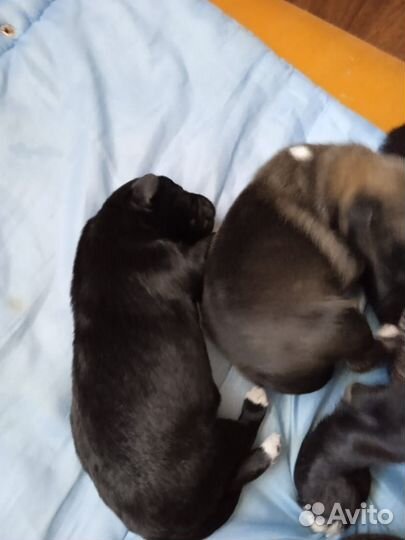 Отдам бесплатно щенки