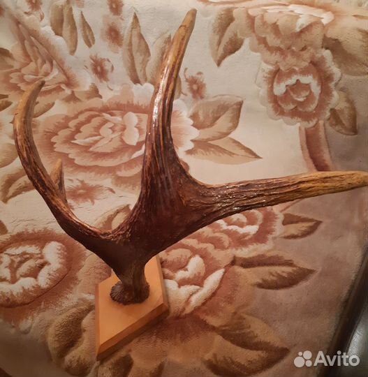 Продам рога лося