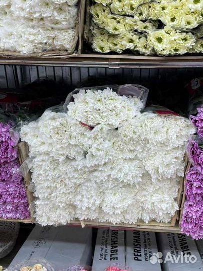 Хризантема цветы букет доставка цветов Москва