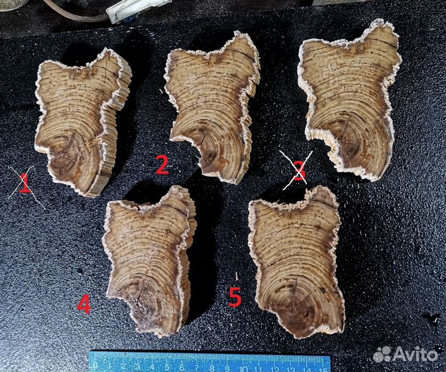 Дерево окаменелое