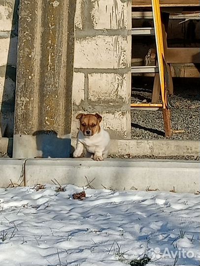 Домашние животные