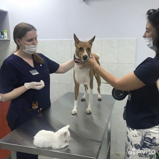 Стерилизация / Кастрация