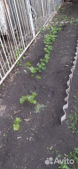 Продам саженцы винограда