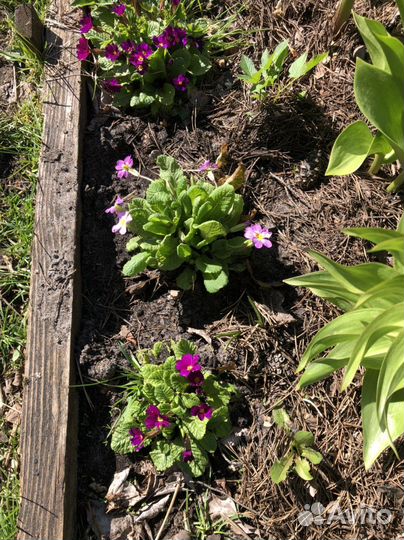 Рябчик, хосты, примулы, ирисы, флоксы, спирея