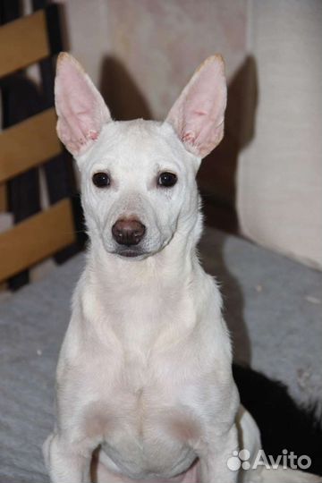 Собаки бесплатно в добрые руки