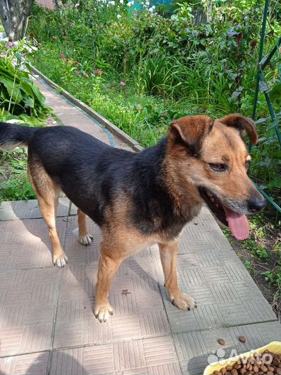 Собака улыбака в добрые руки