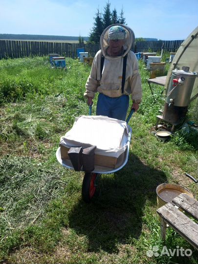 Продам пчелосемьи