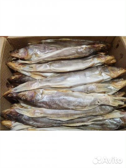 Волжская рыбка