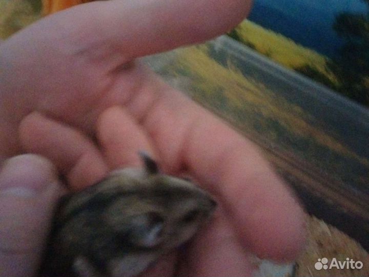 Джунгарский хомяк