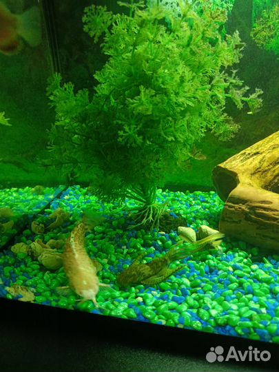 Аквариум с тумбой и рыбками