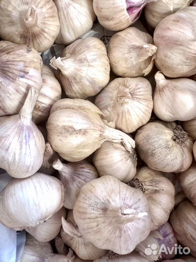 Чеснок летний на посадку