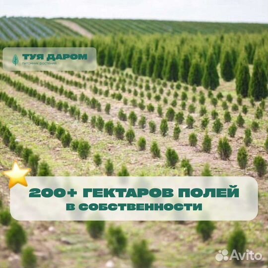 Туя с доставкой на участок