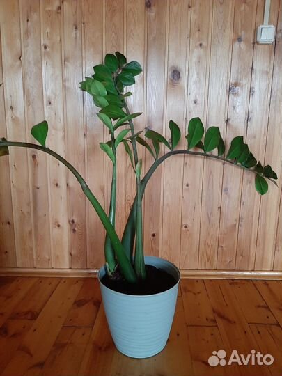 Комнатные цветы