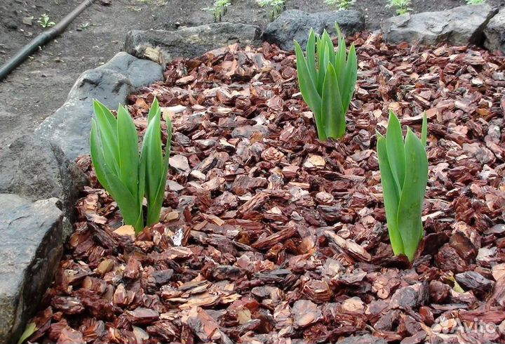 Кора сосновая