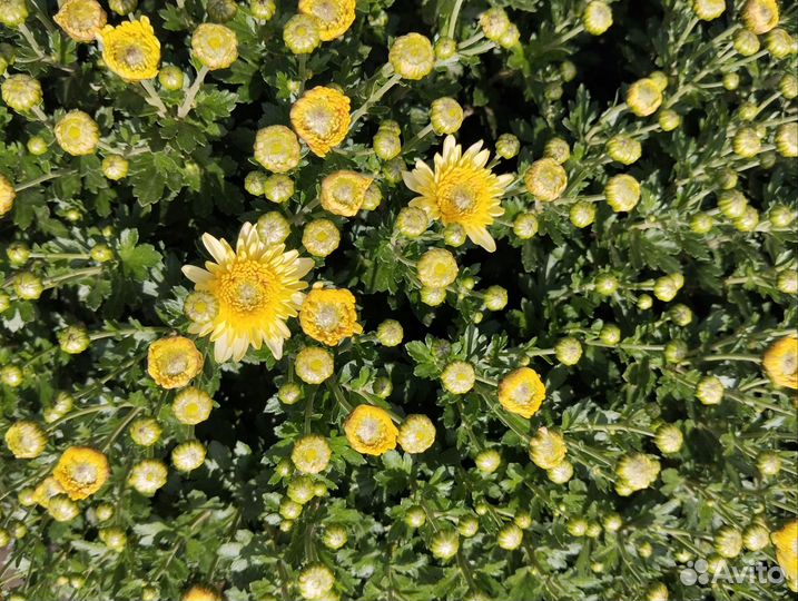 Хризантемы мультифлора