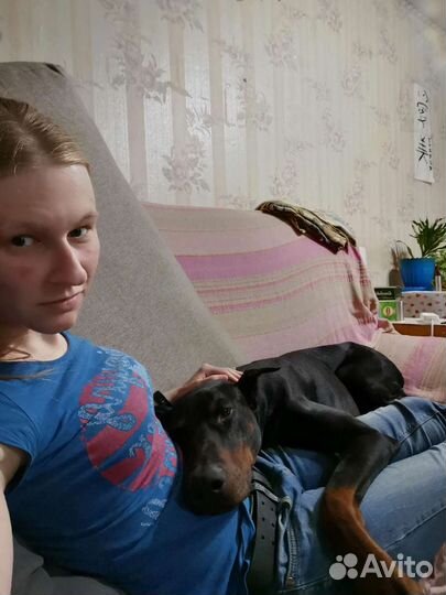 Передержка собак и других животных дома