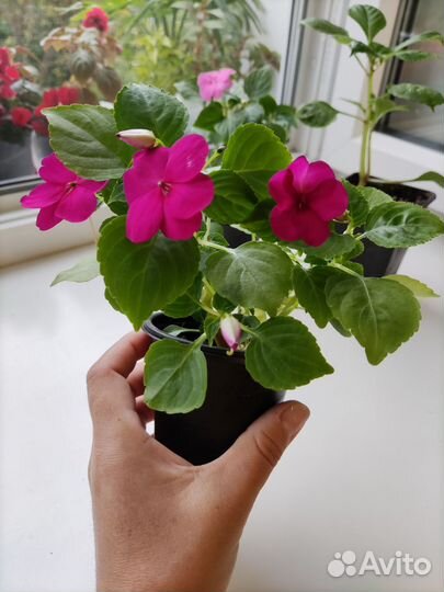 Бальзамин 4 вида