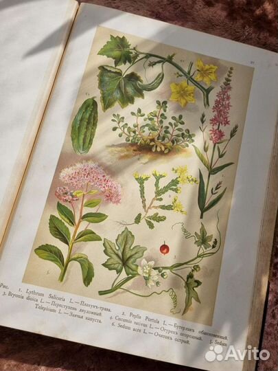 Монтеверде Ботанический Атлас Литографии