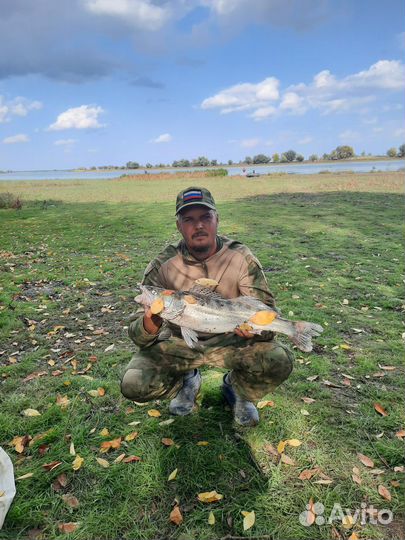 Черты на судака