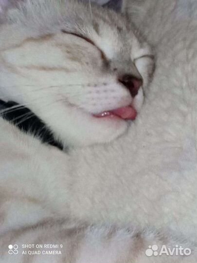 Кот потеряшка