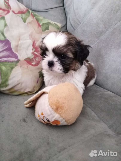 Ши-тцули красотули