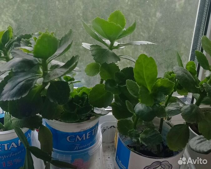 Каланхоэ цветущий,розебудные пеларгонии