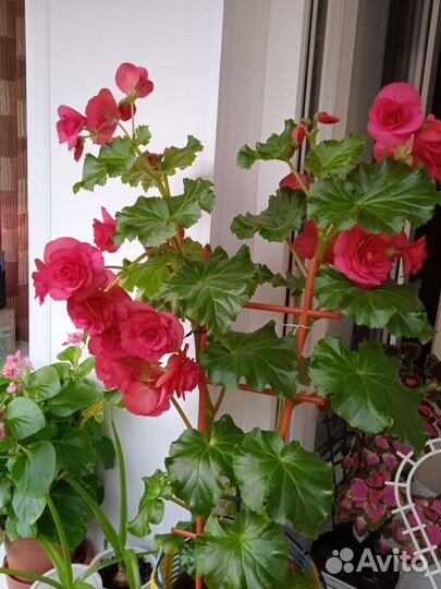 Бегония корневая, бальзамин