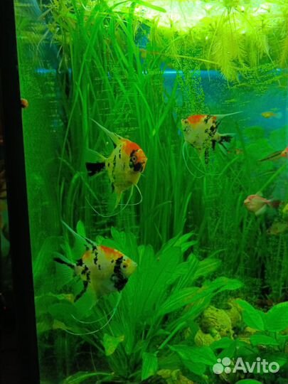 Скалярии кои производители