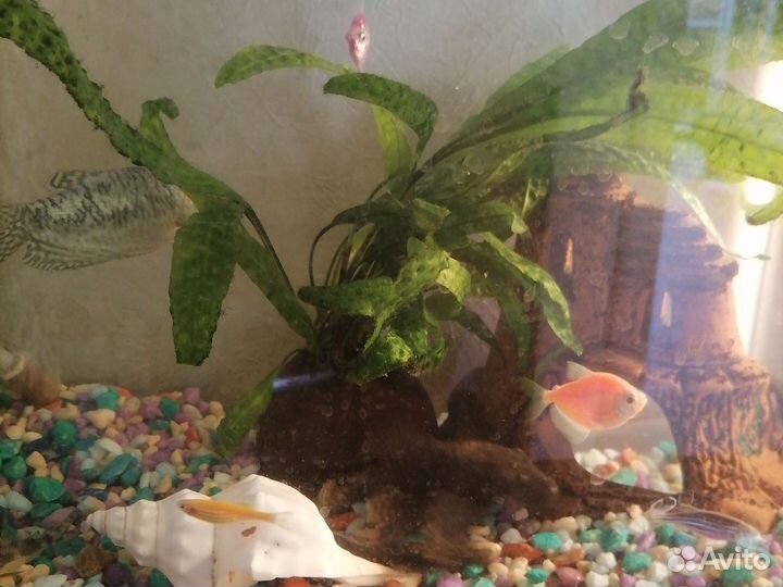 Аквариум